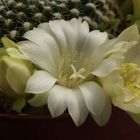 Rebutia 2