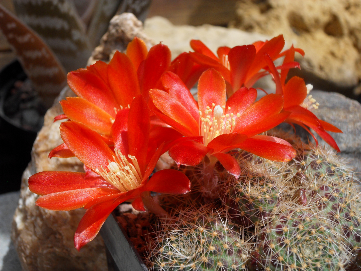 Rebutia