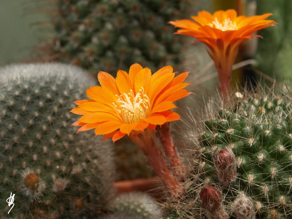 Rebutia