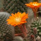 Rebutia