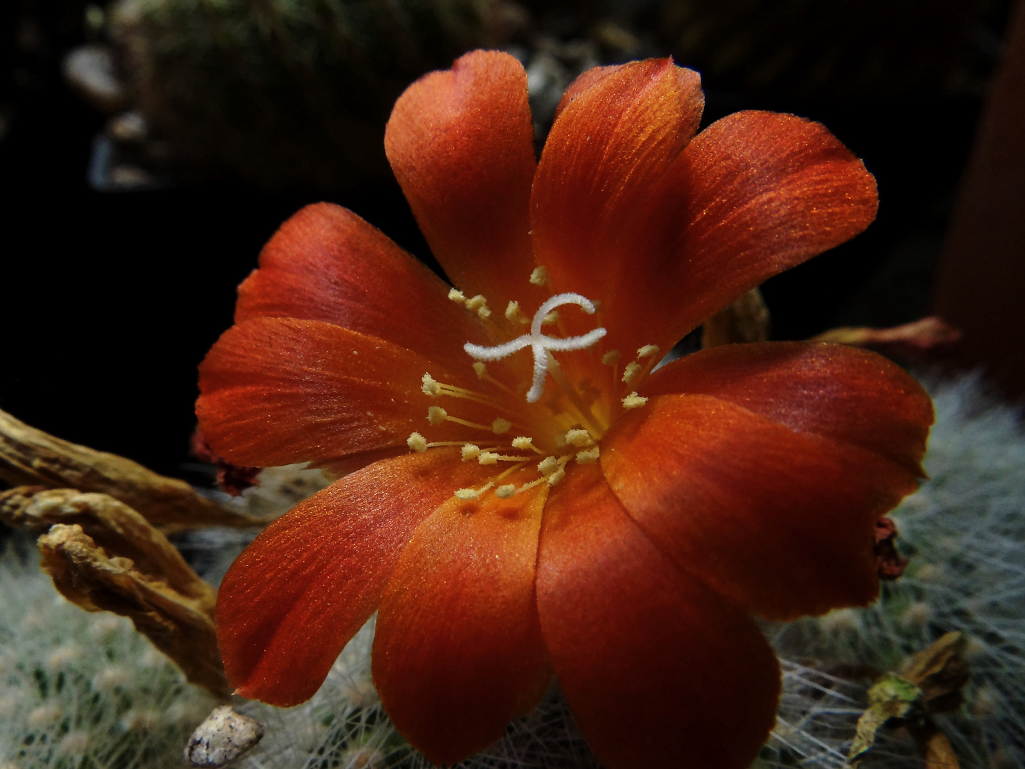 Rebutia