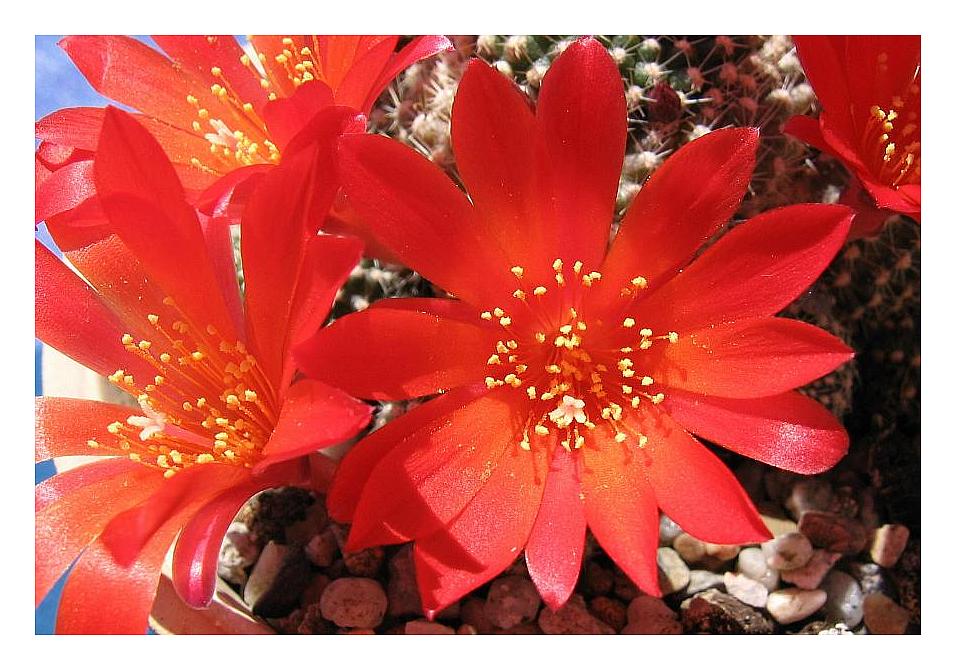 Rebutia Blüte