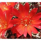 Rebutia Blüte