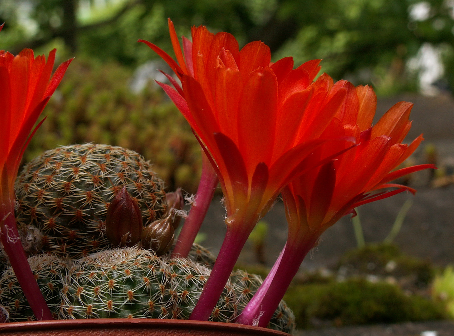 Rebutia-Blüten, Wintergarten sei Dank!