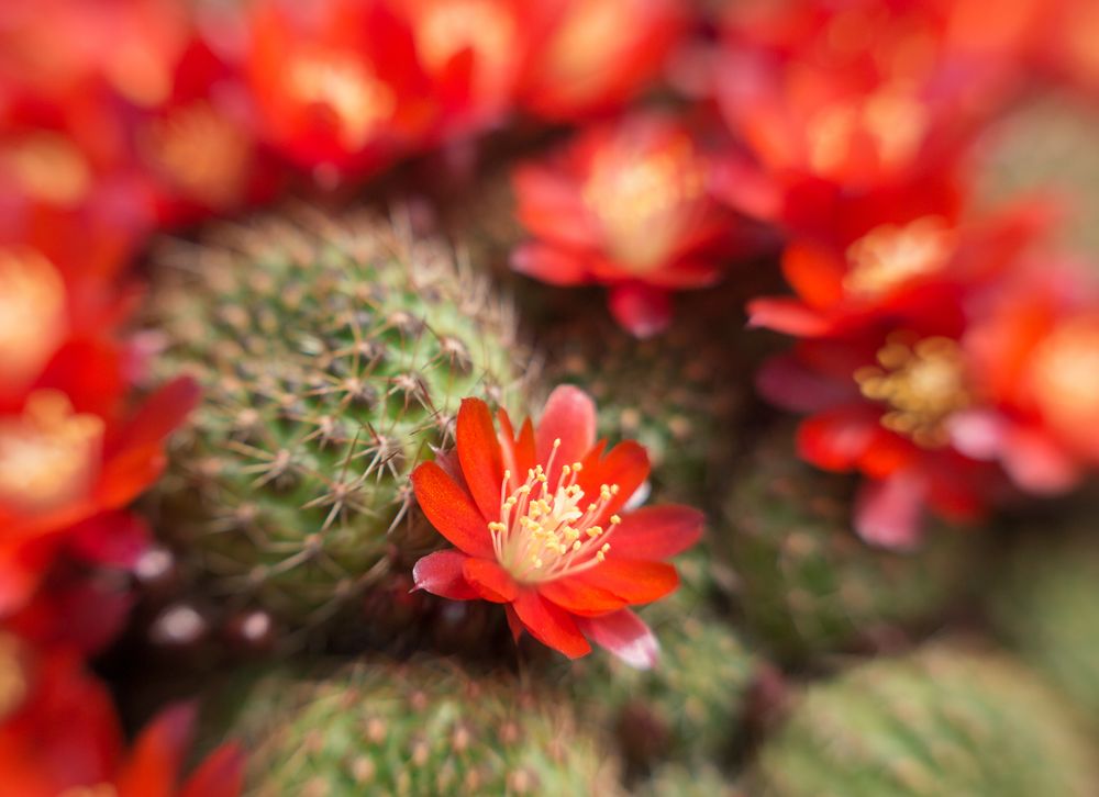 Rebutia