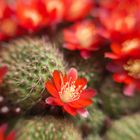 Rebutia