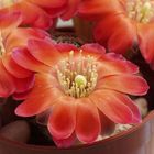 Rebutia