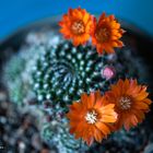 Rebutia flavistyla 