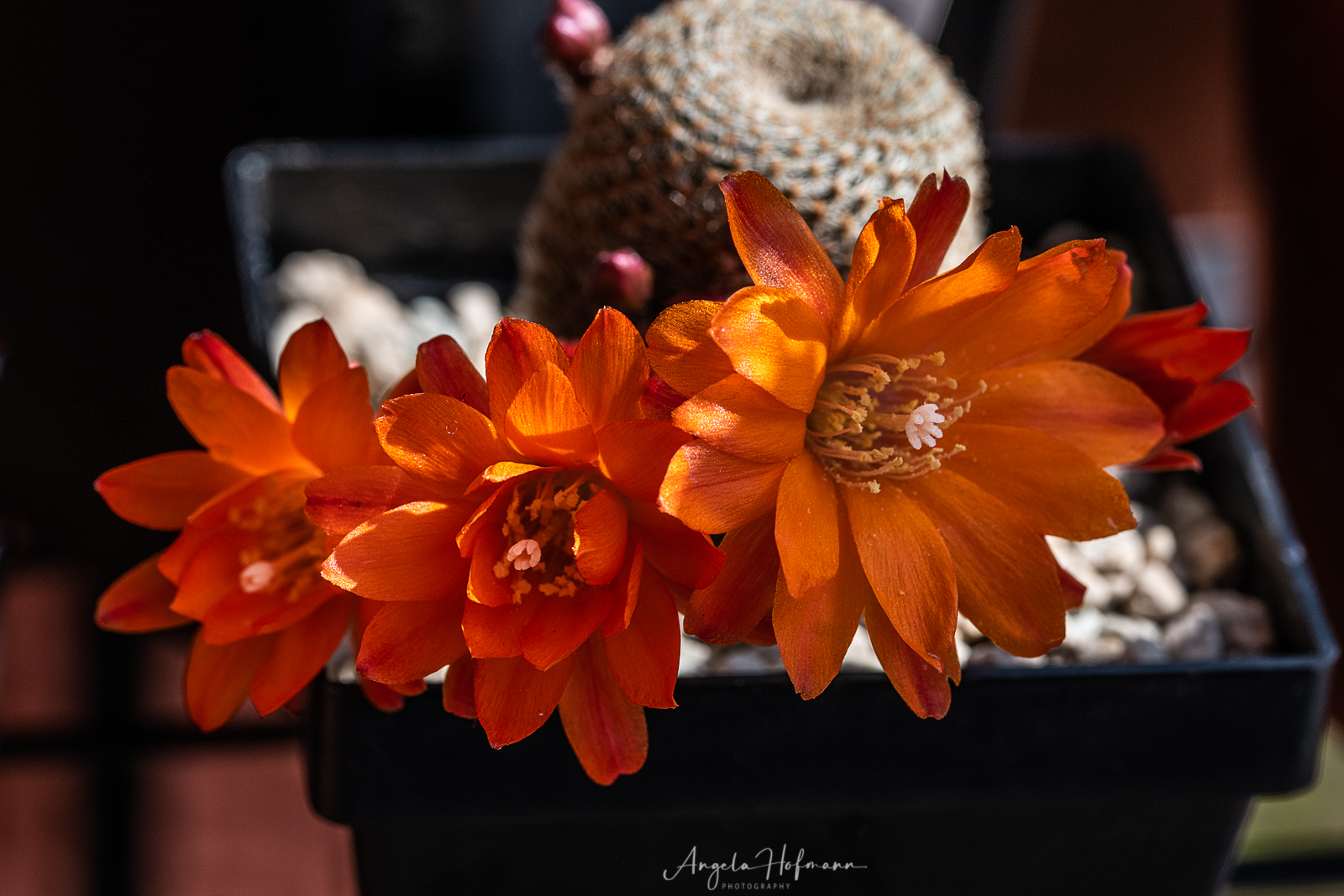 Rebutia heliosa 