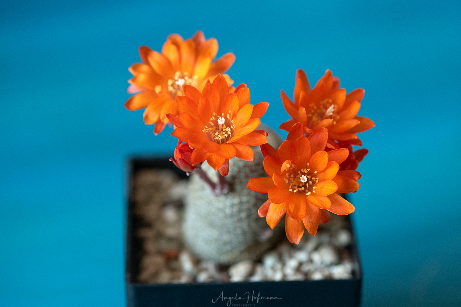 Rebutia heliosa var. theresae