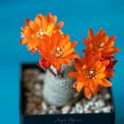 Rebutia heliosa var. theresae