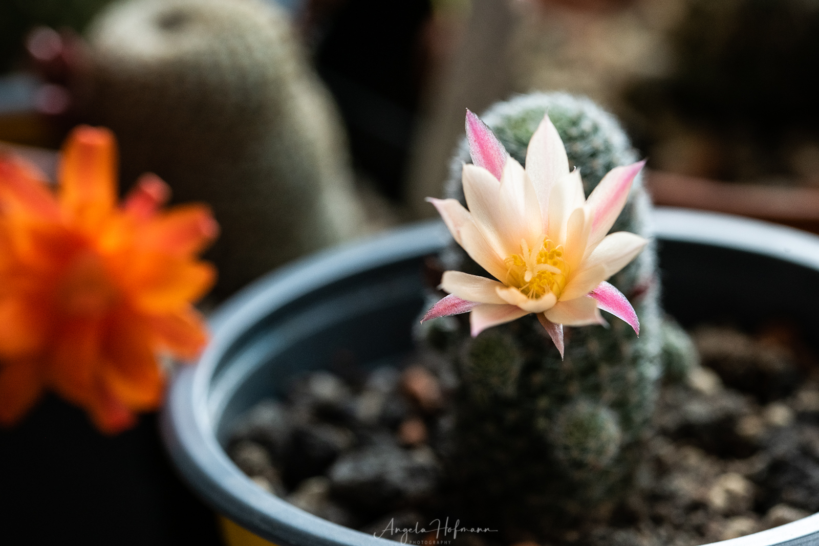 Rebutia heliosa var.sunrise