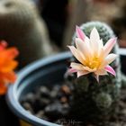 Rebutia heliosa var.sunrise