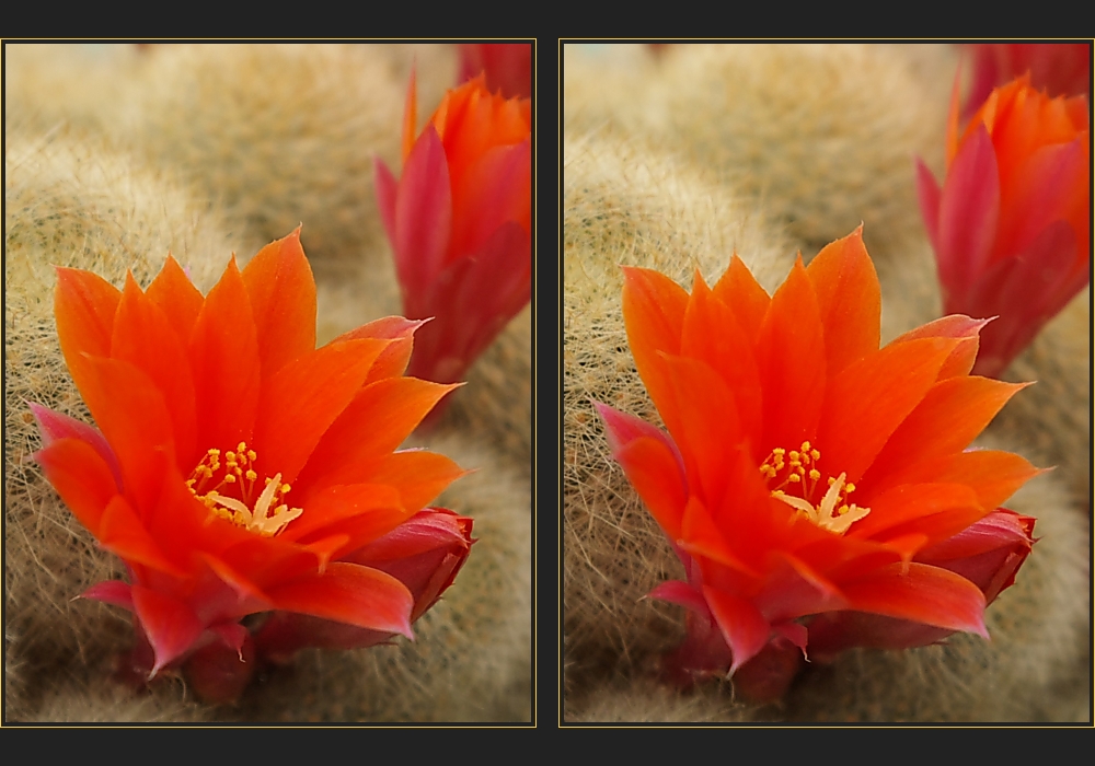 Rebutia hoffmannii [3D]