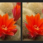 Rebutia hoffmannii [3D]