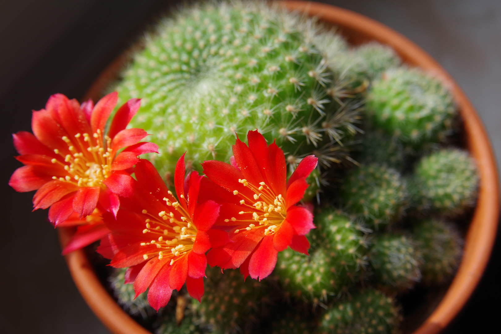 Rebutia minuscula