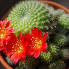 Rebutia minuscula