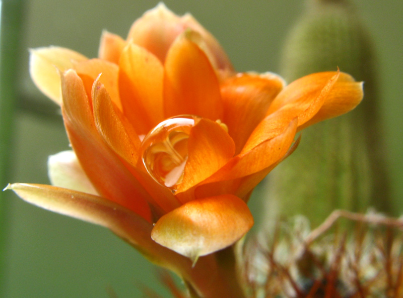 Rebutia mit Tropfen