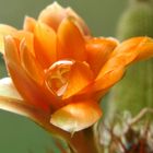 Rebutia mit Tropfen