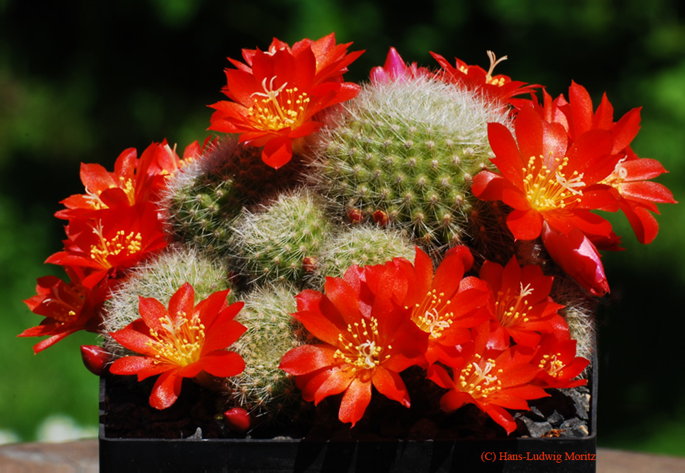 Rebutia senilis