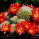 Rebutia senilis