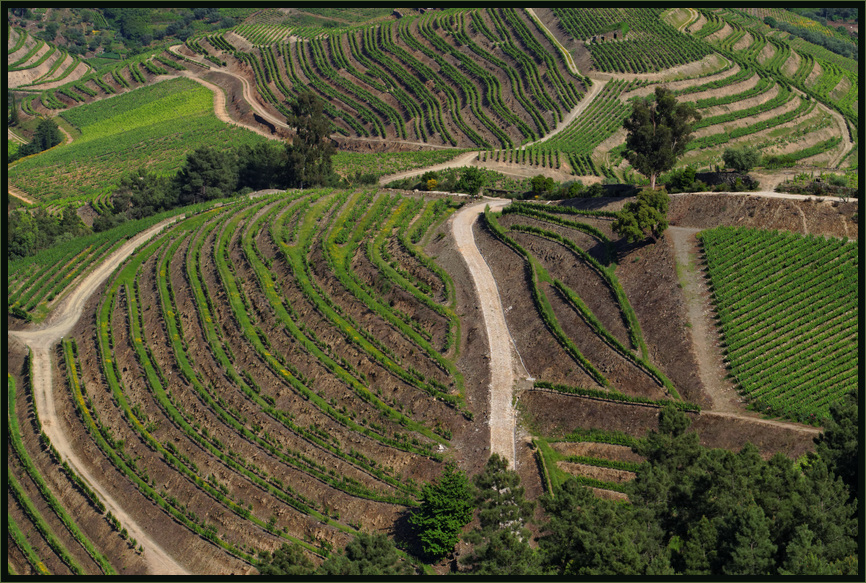 Rebzeilen auf den Hügeln entlang des Douro (Nordportugal)