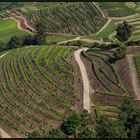 Rebzeilen auf den Hügeln entlang des Douro (Nordportugal)