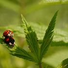 Réchauffement climatique...