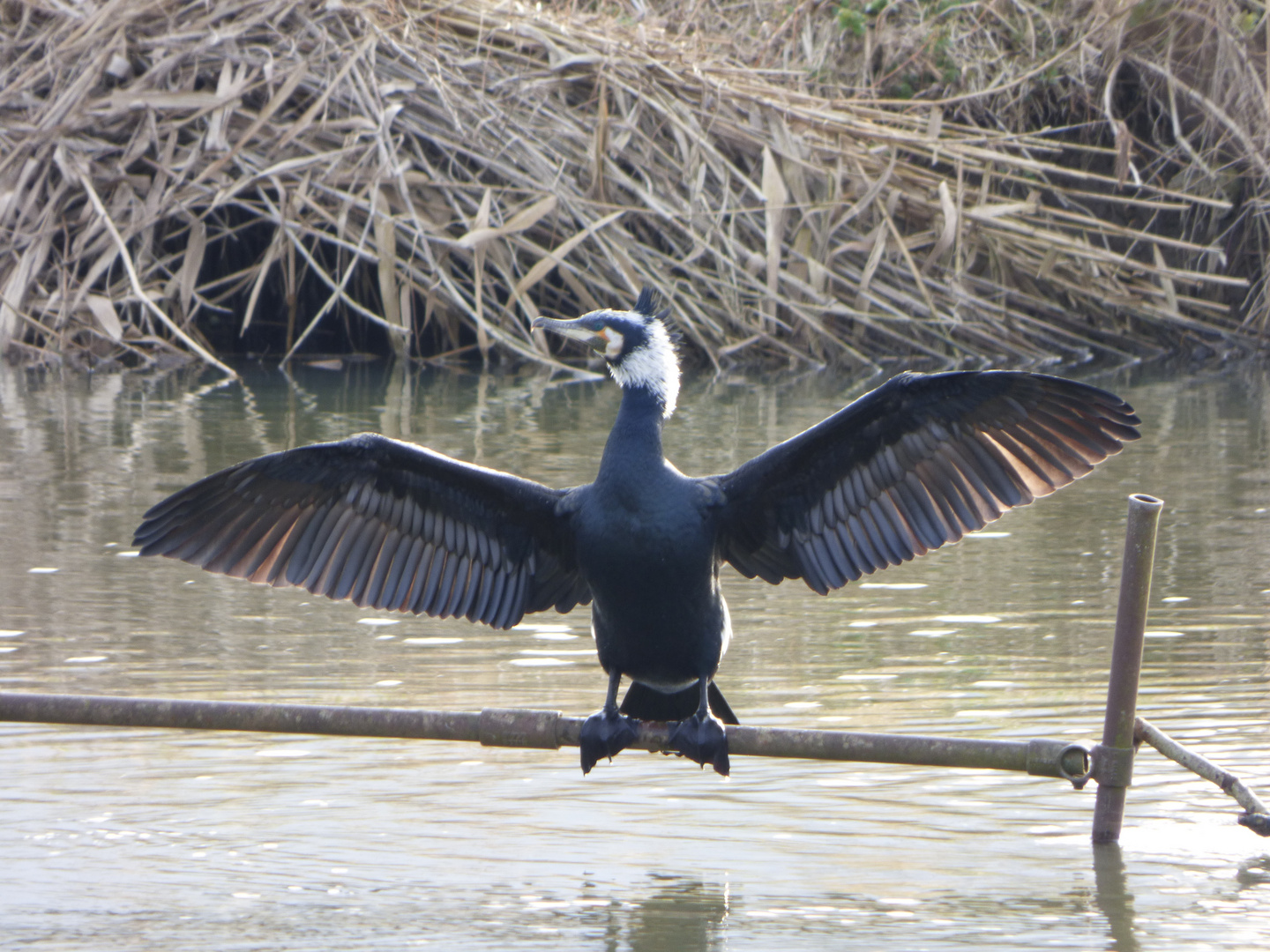 recherche variété de cormoran