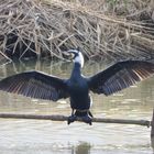 recherche variété de cormoran