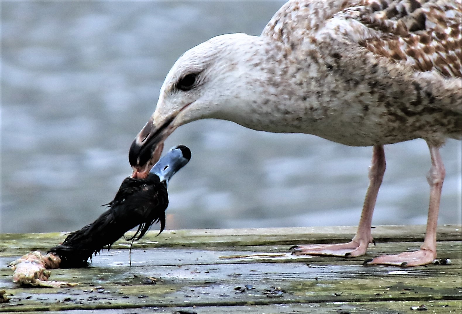 Recht guten Appetit!