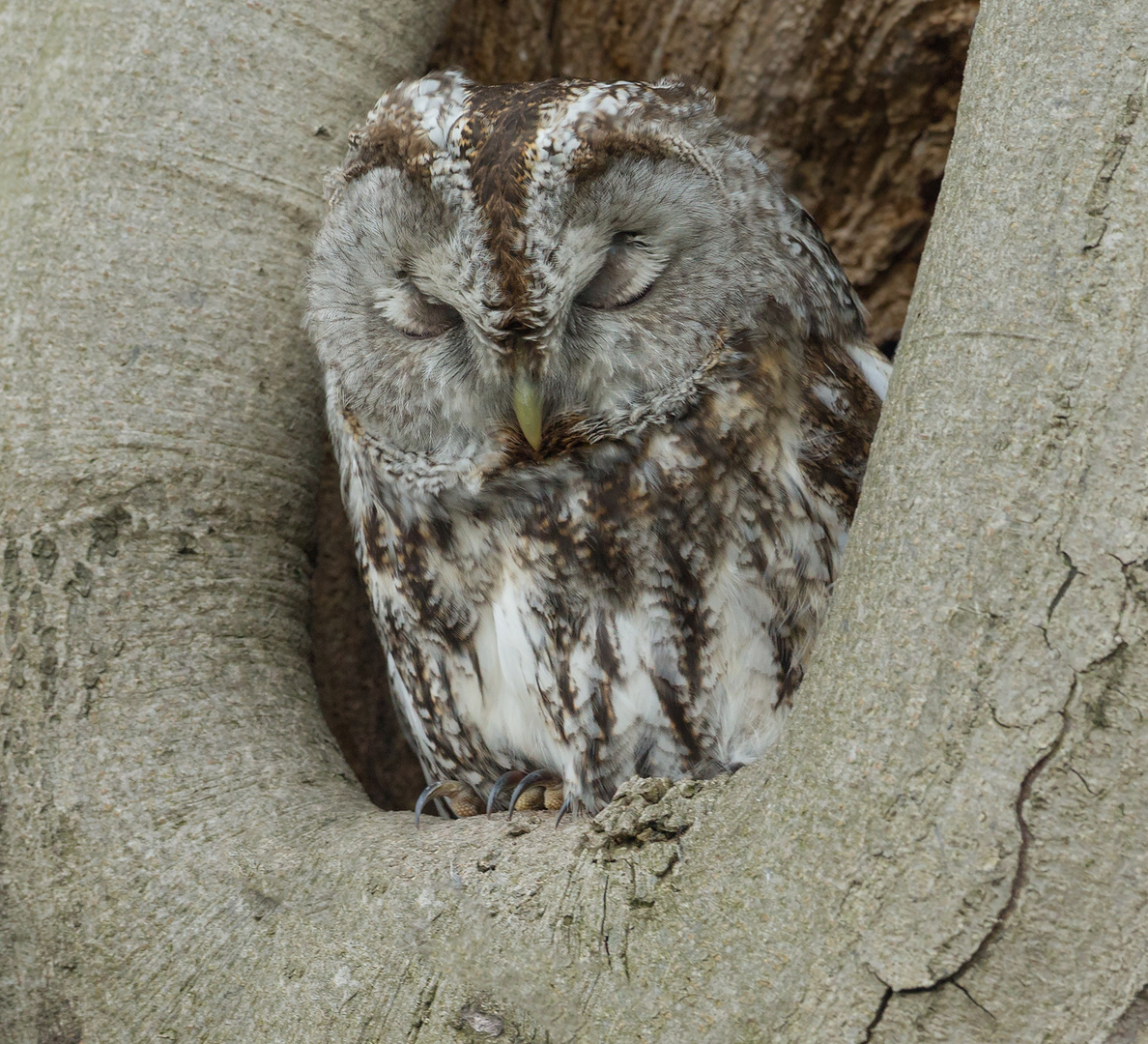 Recht Müde  (Waldkauz)