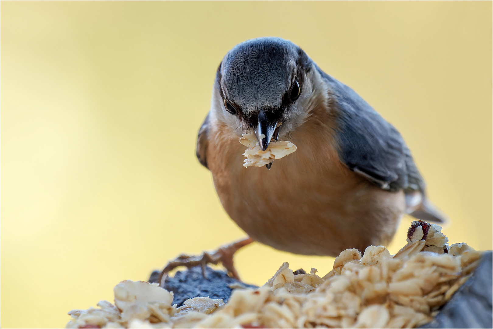 recht nah konnte ich den Kleiber beim Futtern fotografieren  ..... 