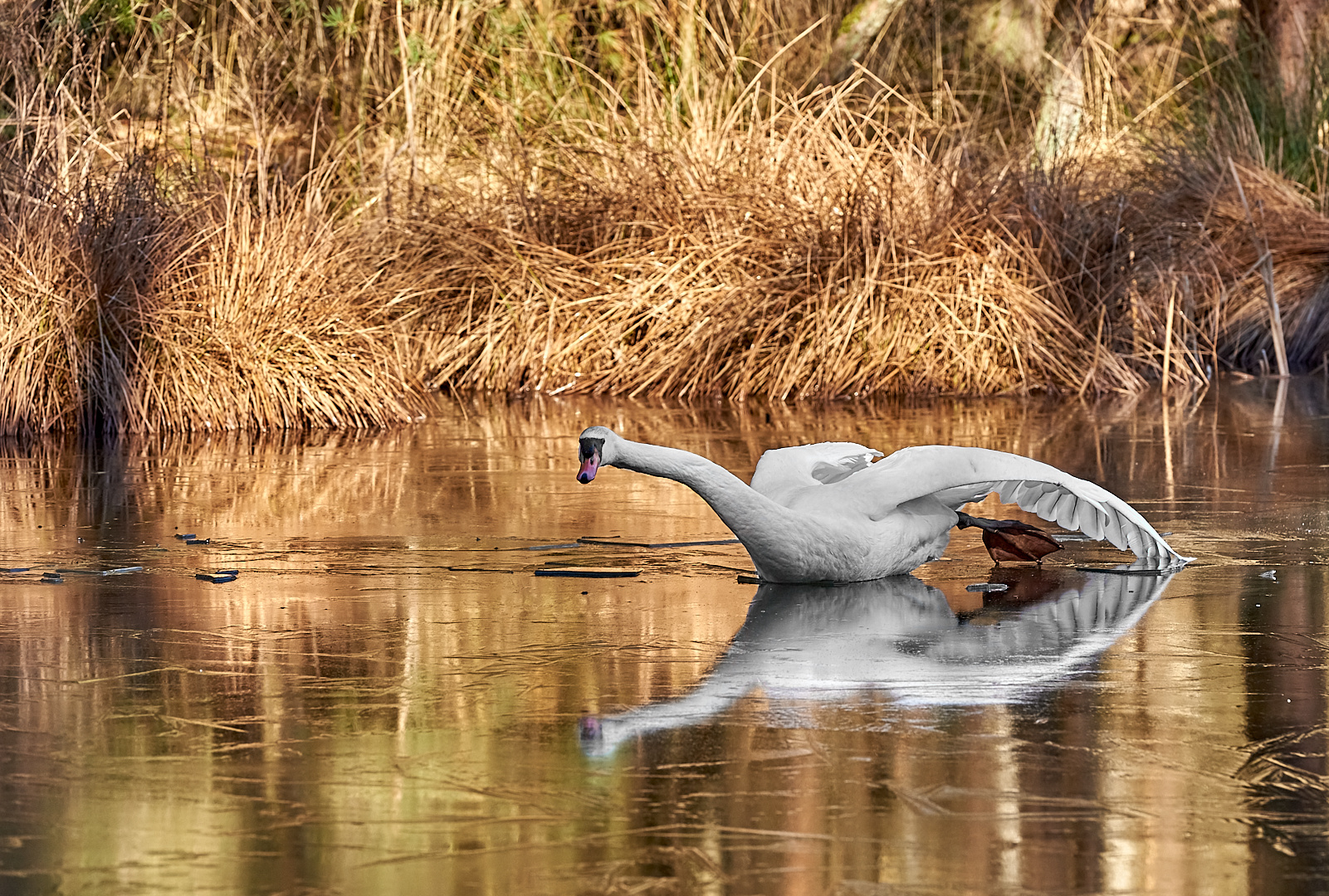 Recht so Herr Fotograf...,dieser Schwan hat sich aufs Eis begeben, sie können so gut schwimmen,... 