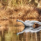 Recht so Herr Fotograf...,dieser Schwan hat sich aufs Eis begeben, sie können so gut schwimmen,... 