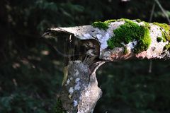 rechter winkel der natur