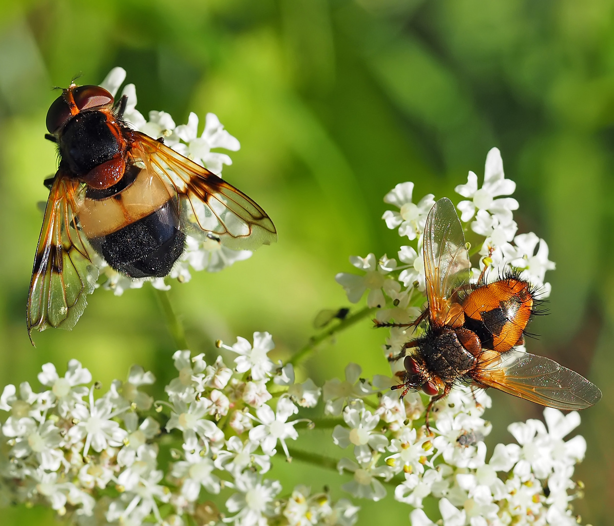 Rechts Igelfliege (Tachina fera), links Gemeine Waldschwebfliege (Volucella pellucens)