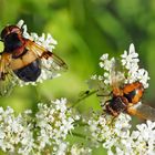 Rechts Igelfliege (Tachina fera), links Gemeine Waldschwebfliege (Volucella pellucens)