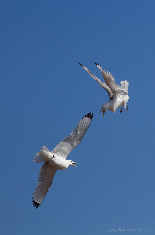 Rechts vor links !