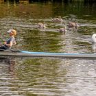 Rechts vor Links auf dem Teltowkanal in Berlin