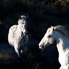 rechts vor links?