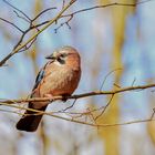 ... Rechtsblick vom Rabenvogel ...