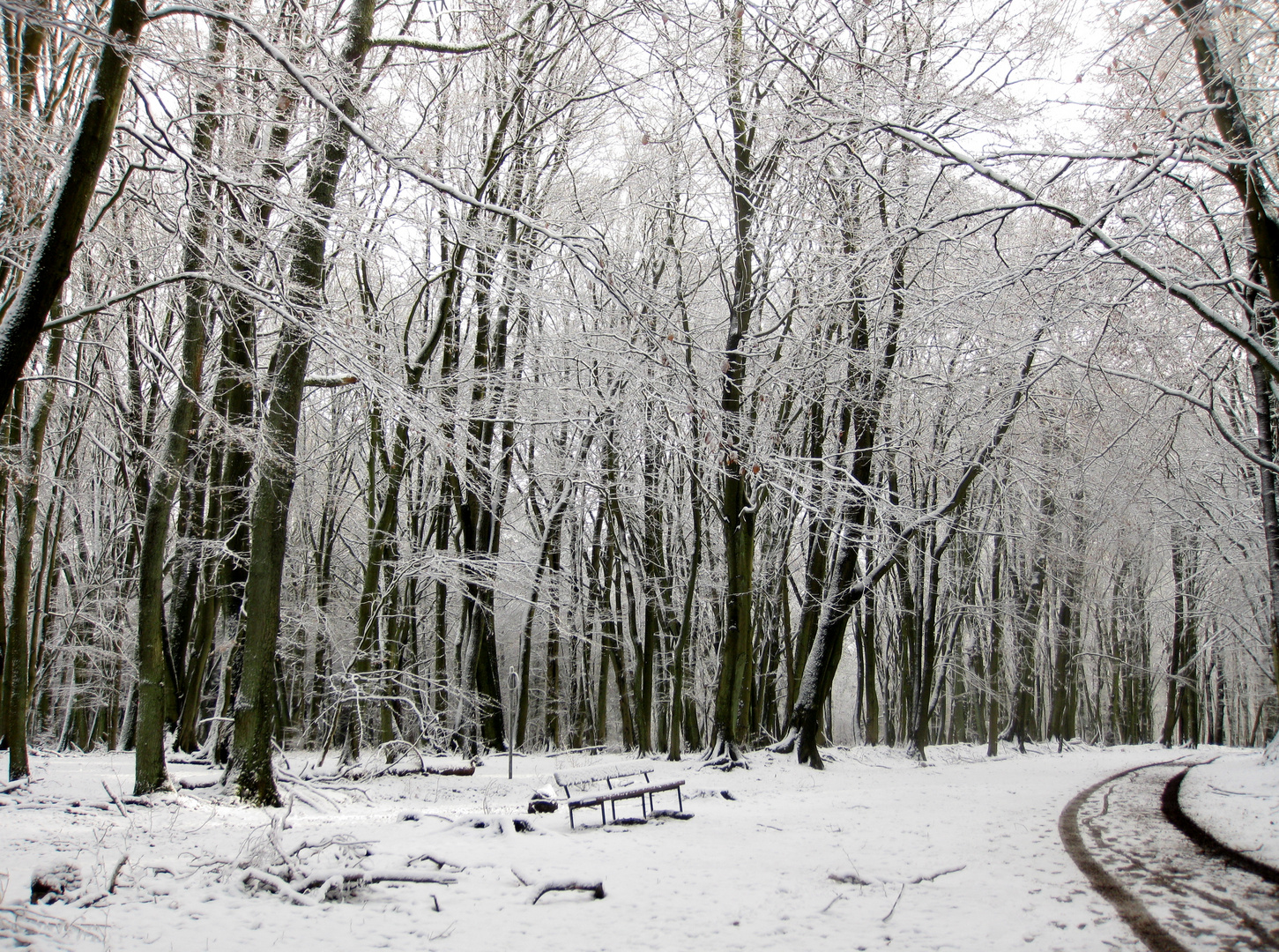 rechute de l'hiver