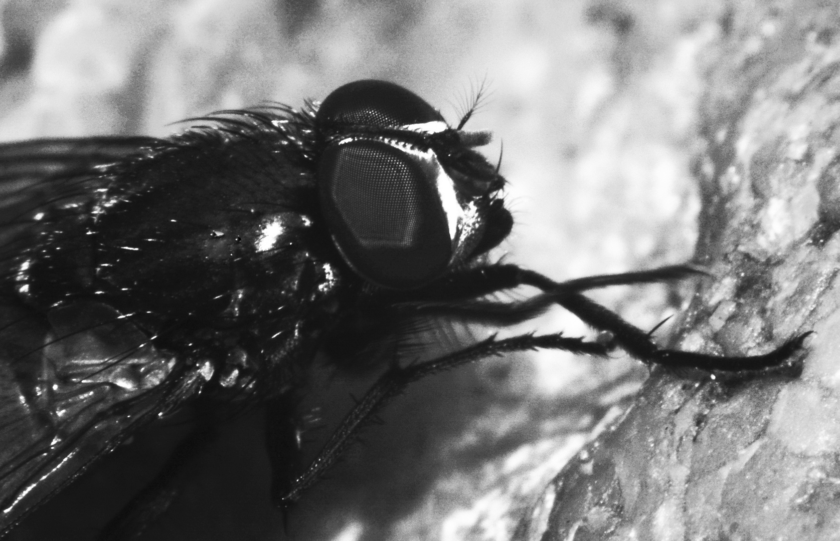 Recken und Sortieren der Vorderbeine einer großen Stubenfliege (musca domestica)