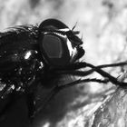 Recken und Sortieren der Vorderbeine einer großen Stubenfliege (musca domestica)