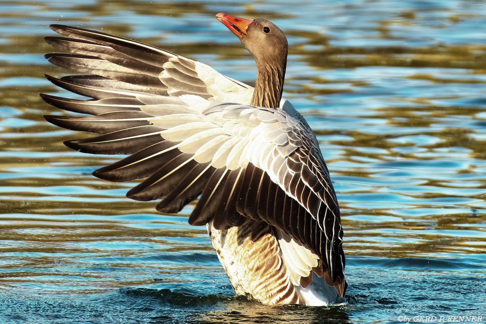 Recken und strecken Foto & Bild tiere, wildlife, wild lebende vögel