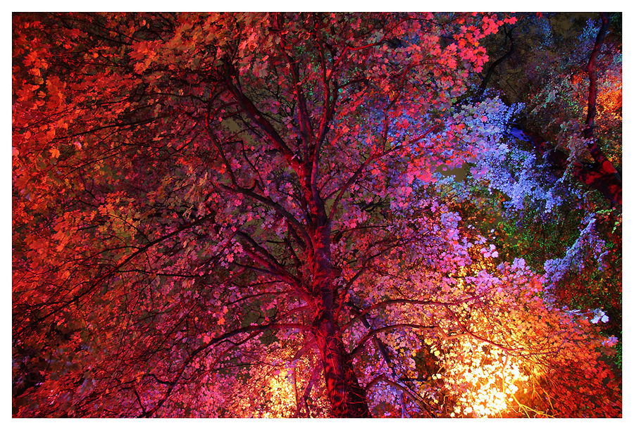 Recklinghausen leuchtet 2009: Baum im Licht