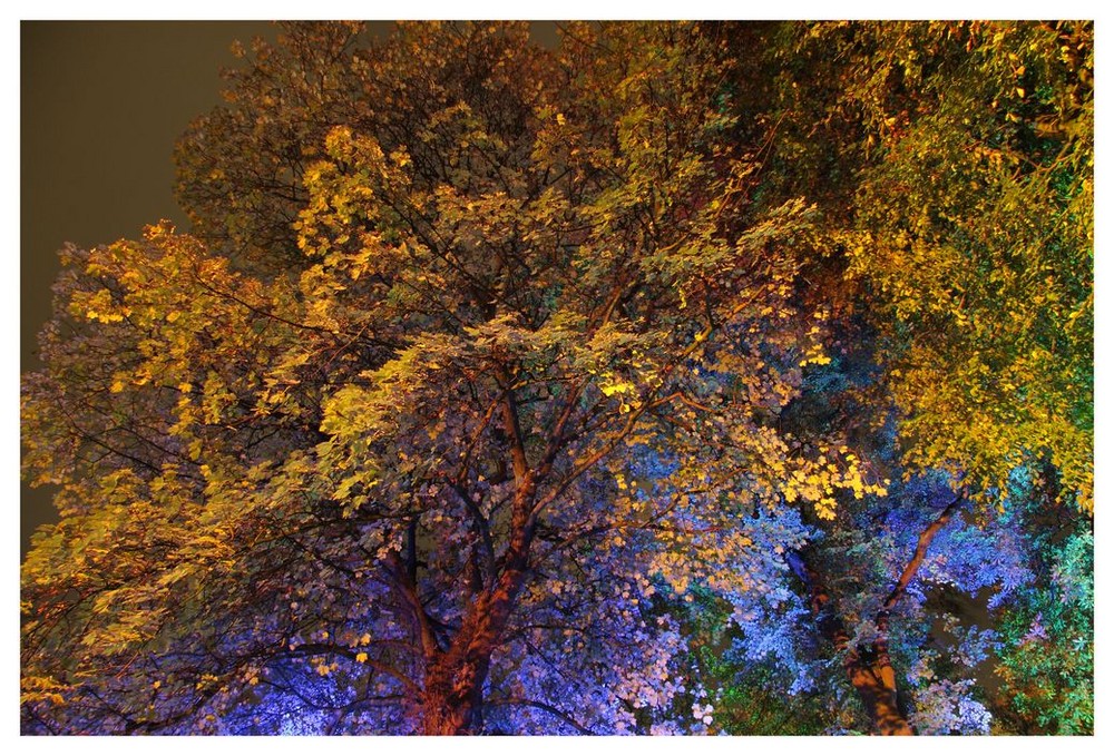 Recklinghausen leuchtet 2009: Baum im Licht II