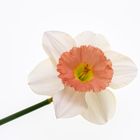 Reclining Daffodil