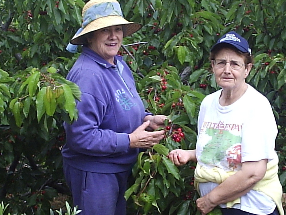 recogida de cerezas, 2.008